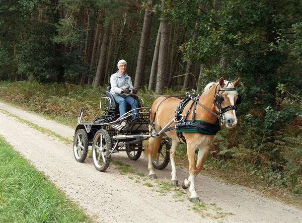 Grote foto paardenvrouwtje met culinair tintje contacten en berichten man zoekt vrouw