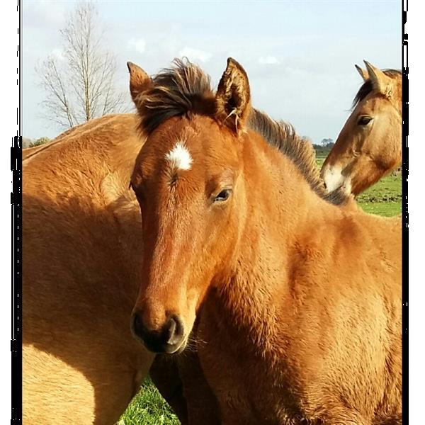 Grote foto paardenvrouwtje met culinair tintje contacten en berichten man zoekt vrouw