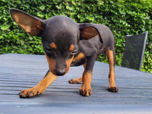 Grote foto 2 dwergpinscher reutjes dieren en toebehoren overige honden