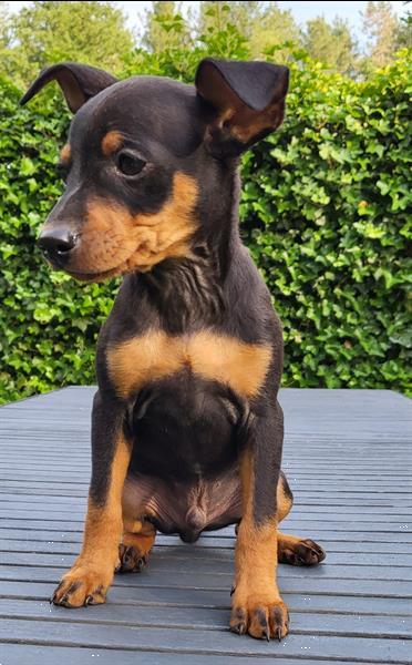 Grote foto 2 dwergpinscher reutjes dieren en toebehoren overige honden