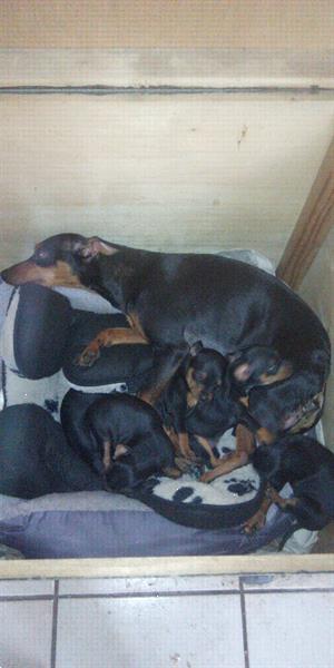 Grote foto 2 dwergpinscher reutjes dieren en toebehoren overige honden