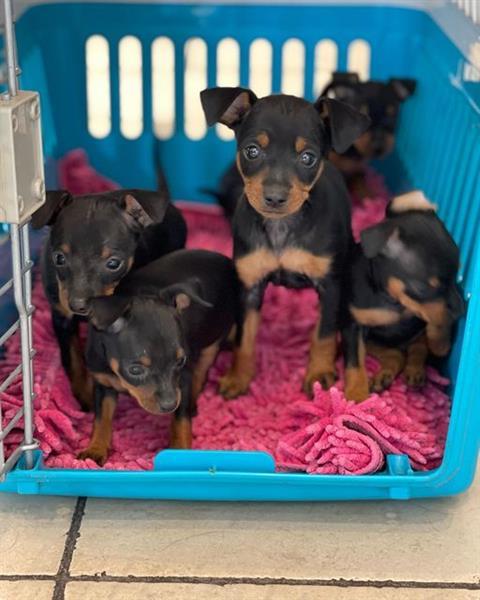 Grote foto 2 dwergpinscher reutjes dieren en toebehoren overige honden