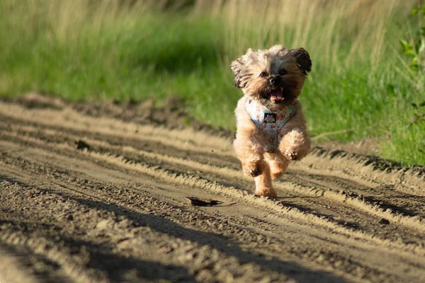 Grote foto fotograaf portret fotografie honden fotografie diensten en vakmensen fotografen