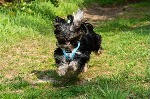 Grote foto fotograaf portret fotografie honden fotografie diensten en vakmensen fotografen