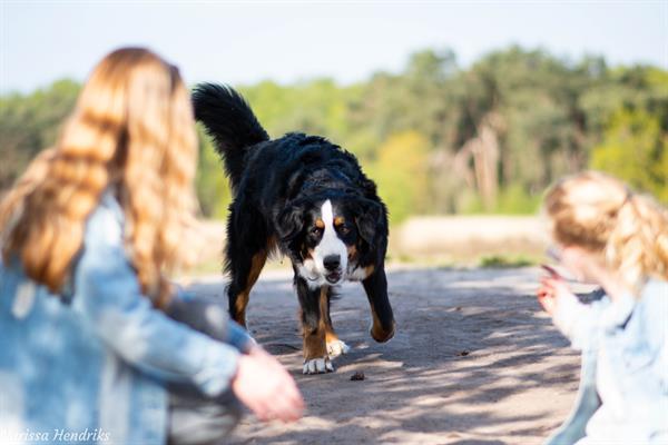 Grote foto fotograaf portret fotografie honden fotografie diensten en vakmensen fotografen