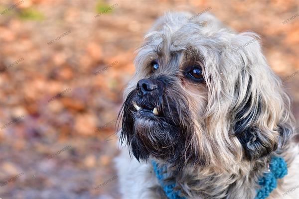 Grote foto fotograaf portret fotografie honden fotografie diensten en vakmensen fotografen