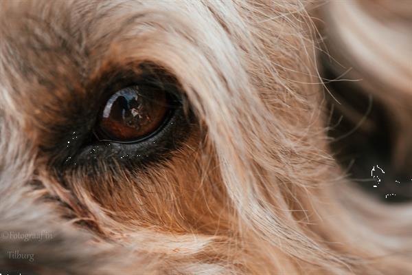 Grote foto fotograaf portret fotografie honden fotografie diensten en vakmensen fotografen