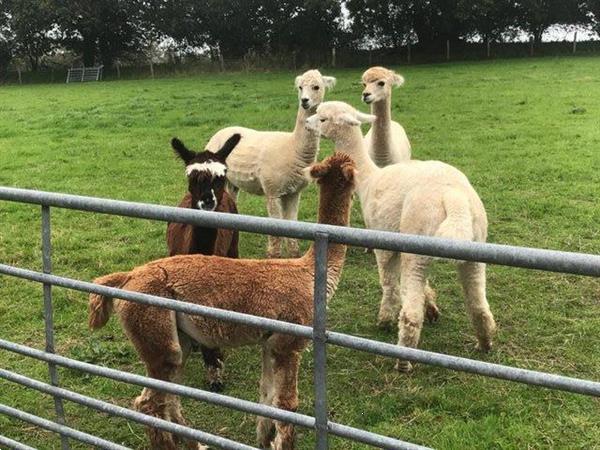 Grote foto alpaca femmine in vendita dieren en toebehoren schapen geiten en varkens