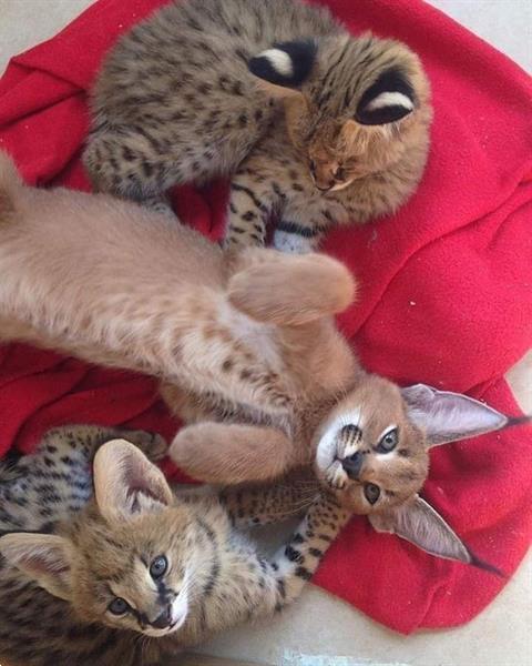 Grote foto serval caracat en caracal kittens beschikbaar dieren en toebehoren raskatten langhaar