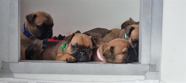 Grote foto franse bulldog puppy met stamboom dieren en toebehoren bulldogs pinschers en molossers