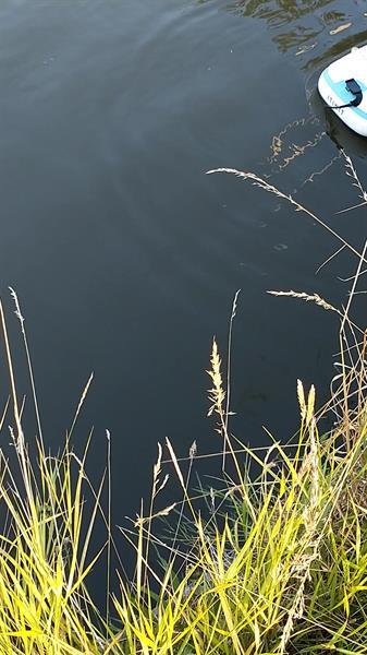 Grote foto ik zoek een vrouw met een hond contacten en berichten man zoekt vrouw