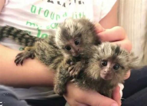 Grote foto marmoset apen beschikbaar dieren en toebehoren overige dieren