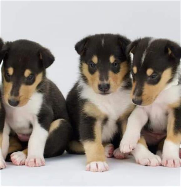 Grote foto schotse herdershond korthaar pups dieren en toebehoren herdershonden en veedrijvers