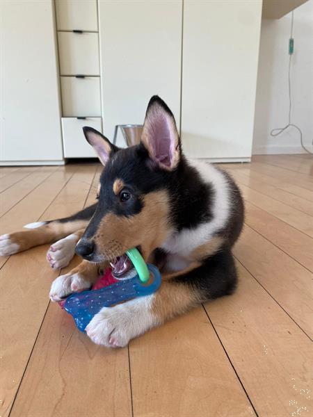 Grote foto schotse herdershond korthaar pups dieren en toebehoren herdershonden en veedrijvers