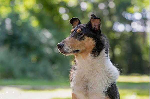 Grote foto schotse herdershond korthaar pups dieren en toebehoren herdershonden en veedrijvers