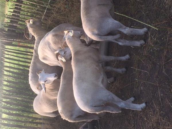 Grote foto wiltshire horn ooi en ram lammeren dieren en toebehoren schapen geiten en varkens