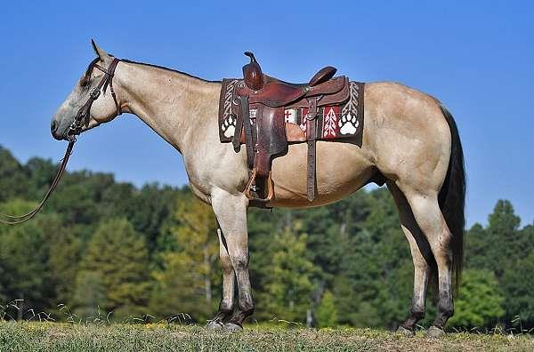 Grote foto buckskin american quarter horse ruin dieren en toebehoren paarden