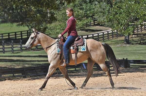 Grote foto buckskin american quarter horse ruin dieren en toebehoren paarden