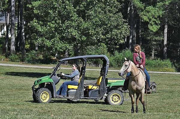 Grote foto buckskin american quarter horse ruin dieren en toebehoren paarden