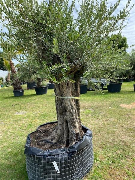 Grote foto hele mooie olijfboom olea europara code ba.5 tuin en terras bomen en struiken