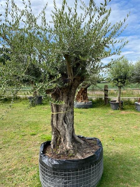 Grote foto hele mooie olijfboom olea europara code ba.5 tuin en terras bomen en struiken