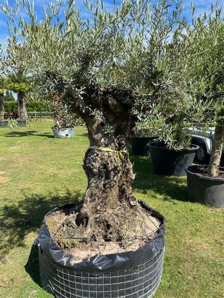 Grote foto prachtige oude olijfboom code ba.3 tuin en terras olijfbomen