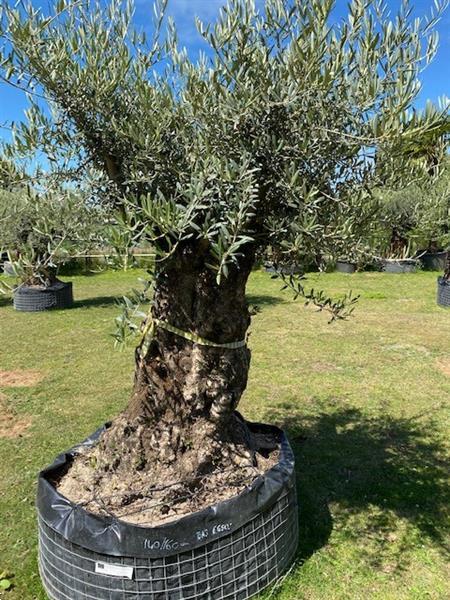 Grote foto prachtige oude olijfboom code ba.3 tuin en terras olijfbomen