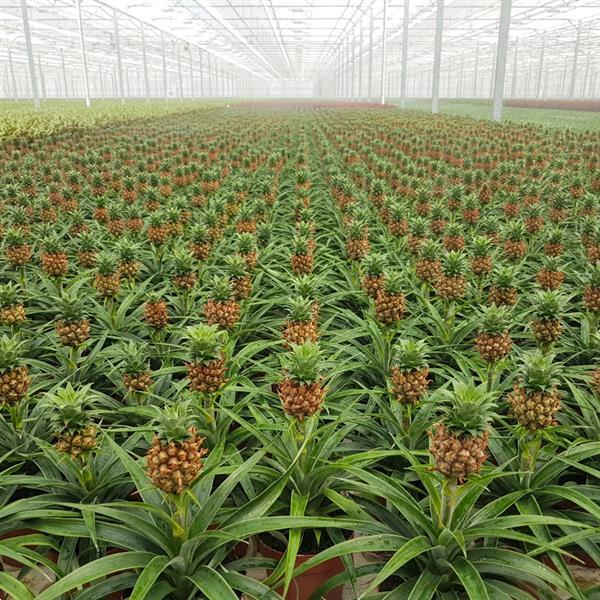 Grote foto ananas corona double cor02 tuin en terras sierplanten