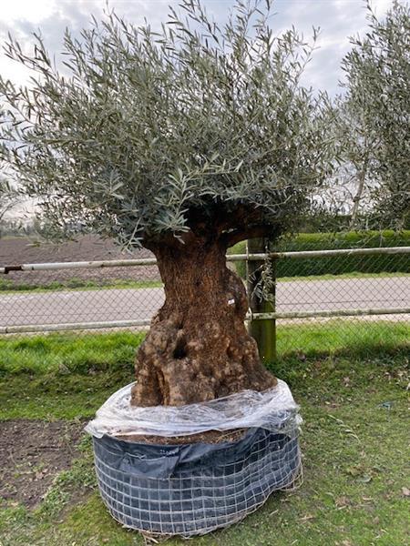 Grote foto prachtige oude olijfboom robuuste stam tuin en terras olijfbomen