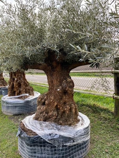 Grote foto prachtige oude olijfboom robuuste stam tuin en terras olijfbomen