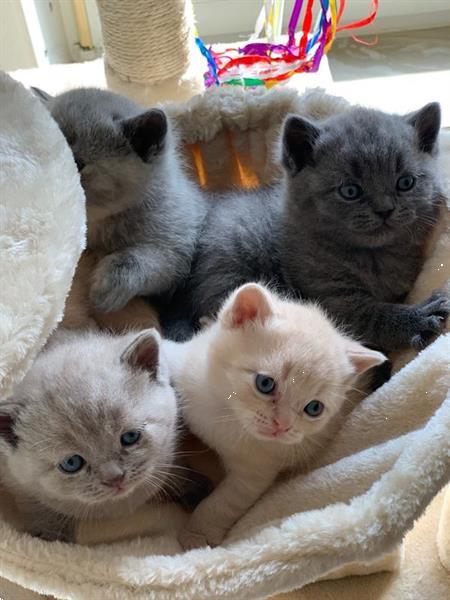Grote foto brits korthaar kittens met papieren stamboom dieren en toebehoren raskatten korthaar