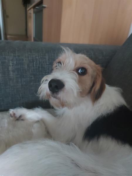 Grote foto jack russel pearson dieren en toebehoren jack russells en terri rs