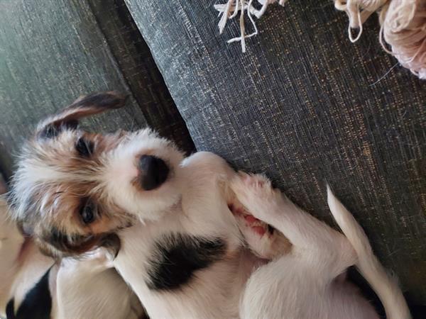 Grote foto jack russel pearson dieren en toebehoren jack russells en terri rs