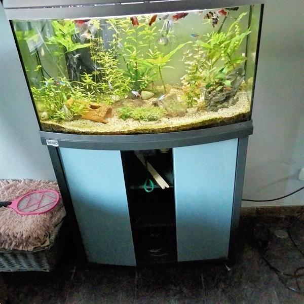 Te Koop Aquarium Kopen Aquariumvissen