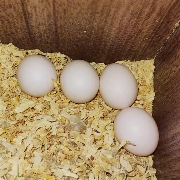 Grote foto verse papegaaieneieren te koop dieren en toebehoren parkieten en papegaaien