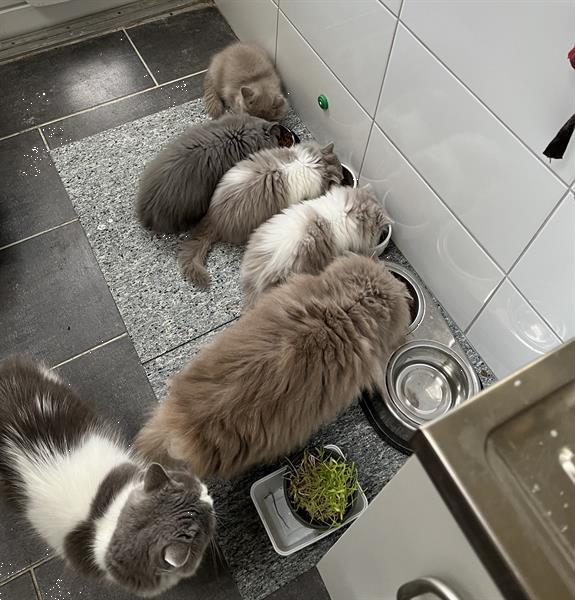 Grote foto selkirk rex kittens dieren en toebehoren raskatten langhaar
