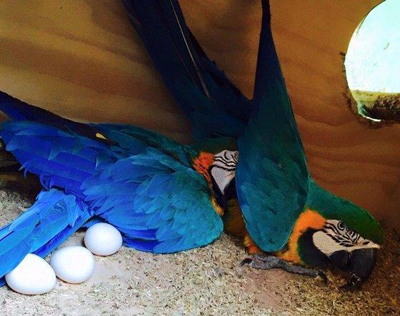 Grote foto koop bevruchte ara eieren dieren en toebehoren overige vogels