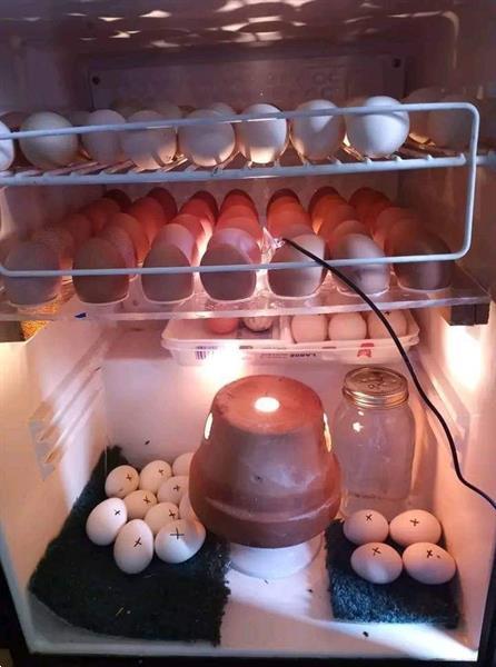 Grote foto koop bevruchte ara eieren dieren en toebehoren overige vogels