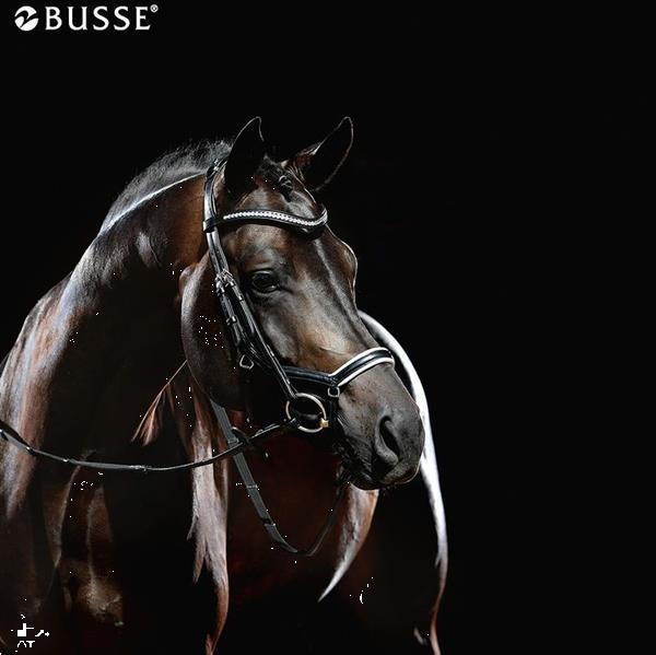 Grote foto busse hoofdstel genius black white crystal maat full dieren en toebehoren paarden accessoires