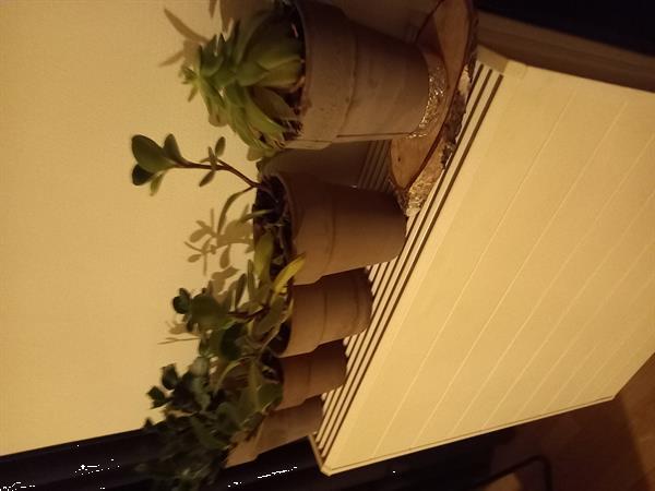 Grote foto terracotta bloempot tuin en terras bloempotten