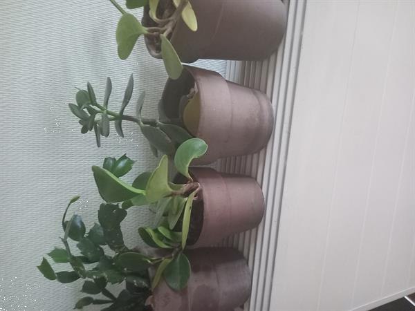 Grote foto terracotta bloempot tuin en terras bloempotten