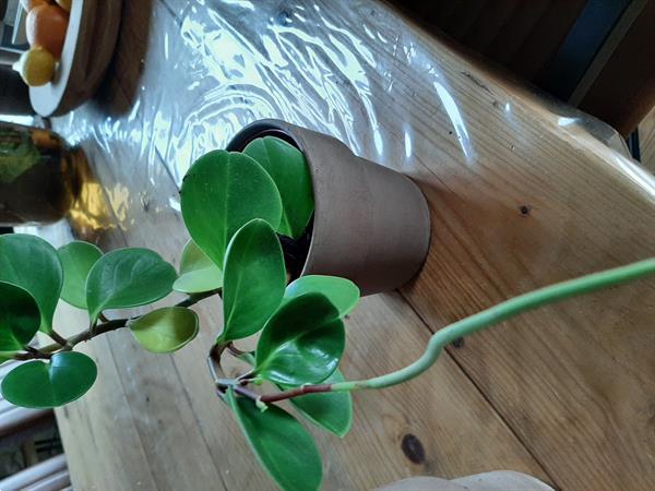 Grote foto terracotta bloempot tuin en terras bloempotten