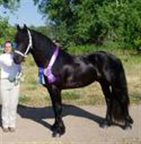 Grote foto friesian horse for sale dieren en toebehoren kleding en laarzen