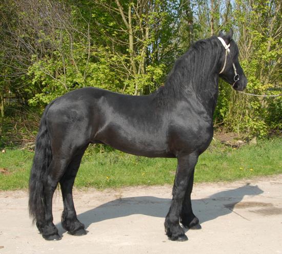 Grote foto friesian horse for sale dieren en toebehoren kleding en laarzen