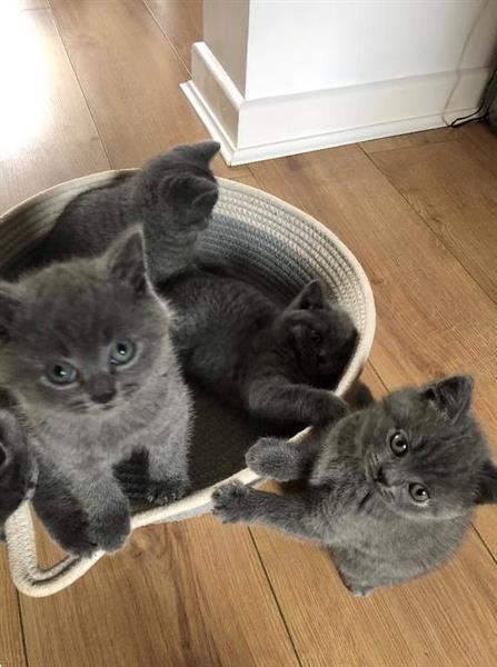 Grote foto brits korthaar kittens beschikbaar. dieren en toebehoren raskatten korthaar