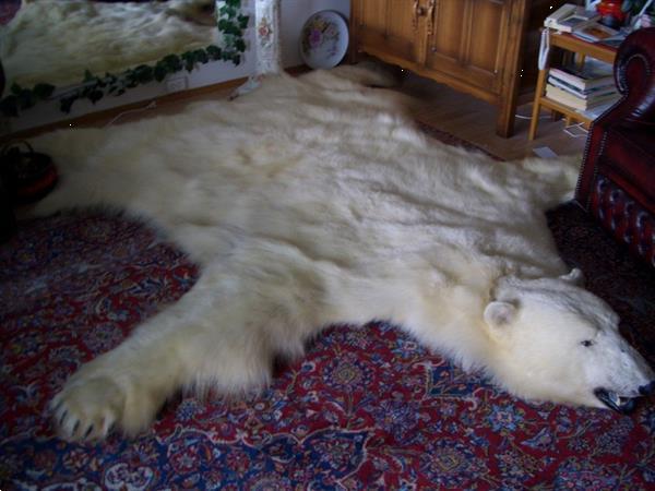 Grote foto beautiful polar bear rug antiek en kunst kunst