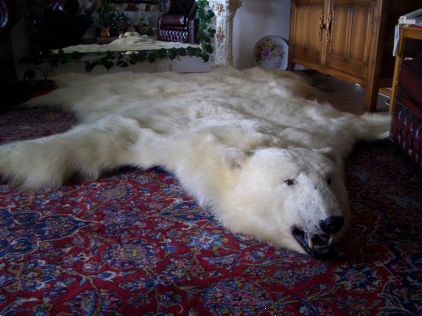 Grote foto beautiful polar bear rug antiek en kunst kunst