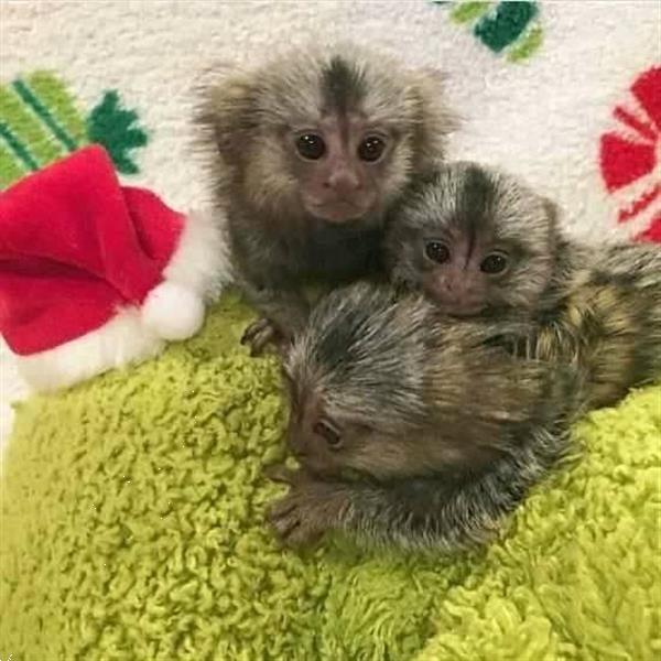 Grote foto prachtige marmoset apen beschikbaar dieren en toebehoren overige dieren