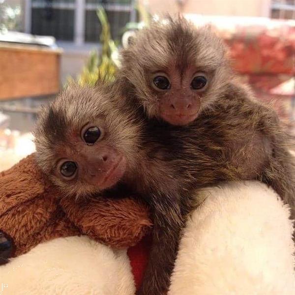 Grote foto prachtige marmoset apen beschikbaar dieren en toebehoren overige dieren