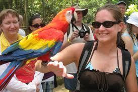 Grote foto paar met de hand grootgebrachte ara papegaaien dieren en toebehoren parkieten en papegaaien